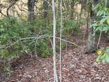 Lot #118 Royal View Landing - Photo 2