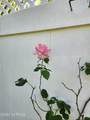 2920 Bay Village Street - Photo 9