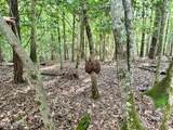 81 Beans Bend - Photo 8