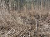 Lot 7 Sandy Point Road - Photo 46