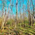 84 Acre Private Island, Cape Fear Rive - Photo 14