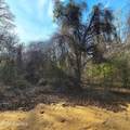 84 Acre Private Island, Cape Fear Rive - Photo 22