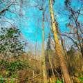 84 Acre Private Island, Cape Fear Rive - Photo 30