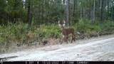 3277 Hodges Road - Photo 44