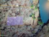 000 Stevens Mill Road - Photo 2