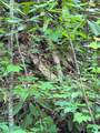 88 acres Bolden Branch - Photo 31
