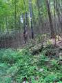 88 acres Bolden Branch - Photo 6