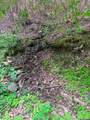 88 acres Bolden Branch - Photo 8