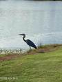 870 Great Egret Circle - Photo 55