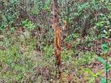 0 Lobelia Road - Photo 33