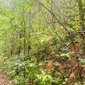 Lot 20 Owl Bluff - Photo 1