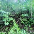 Lot 20 Owl Bluff - Photo 2