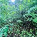 Lot 20 Owl Bluff - Photo 3