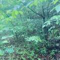 Lot 20 Owl Bluff - Photo 4