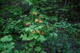 00 Walnut Cove Branch - Photo 8