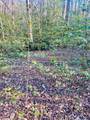 Lot 5 Carringer Road - Photo 6