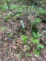 0 Flea Mountain Road - Photo 23