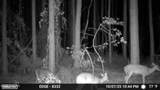645 Bent Knee Road - Photo 39