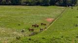 51.20 Ac Bethabara Road - Photo 4