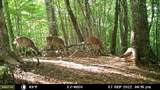 575 Vestal Cochran Road - Photo 48