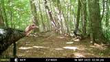 575 Vestal Cochran Road - Photo 49