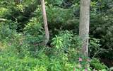 Lot 3 Fires Creek Road - Photo 20