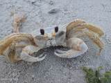 928 Great Egret Circle - Photo 32