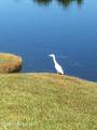 882 Great Egret Circle - Photo 49