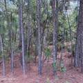 109 Haddington Drive - Photo 9