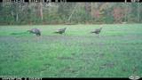 Off Swamp Fox Hwy Highway - Photo 10