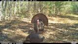Off Swamp Fox Hwy Highway - Photo 9