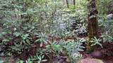 31 Acres Upper Bear Paw Road - Photo 5