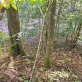 3.38 Long Creek - Photo 13