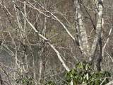 31.84 Ac Big Choga / Highlander Road - Photo 18