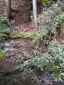 000 Chestnut Oaks - Photo 12