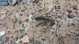 0 Old Lincolnton Road - Photo 4
