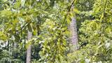 240 Mcgregor Woods Road - Photo 41