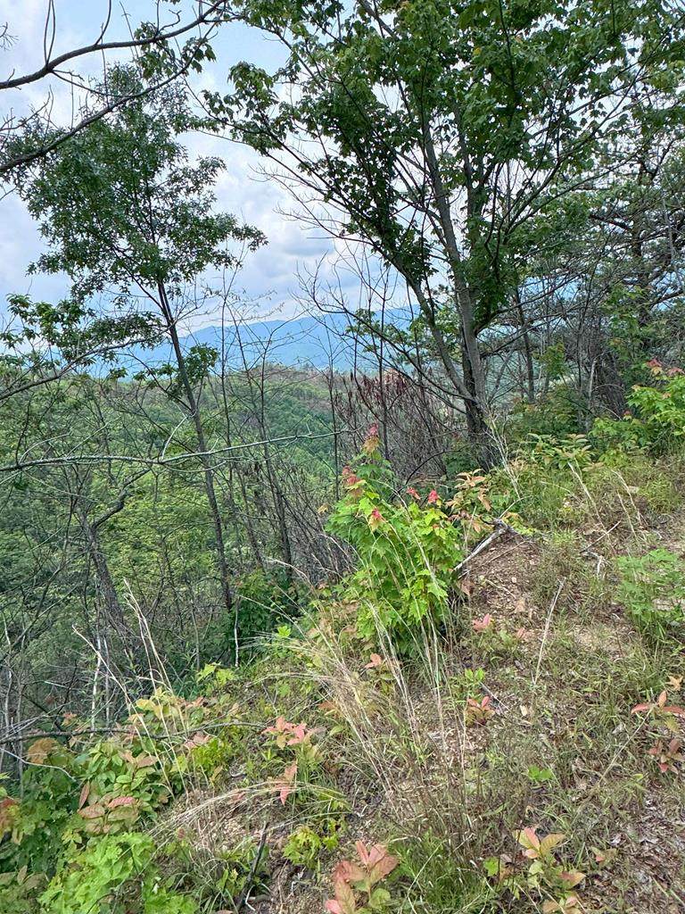 88 acres Bolden Branch - Photo 1