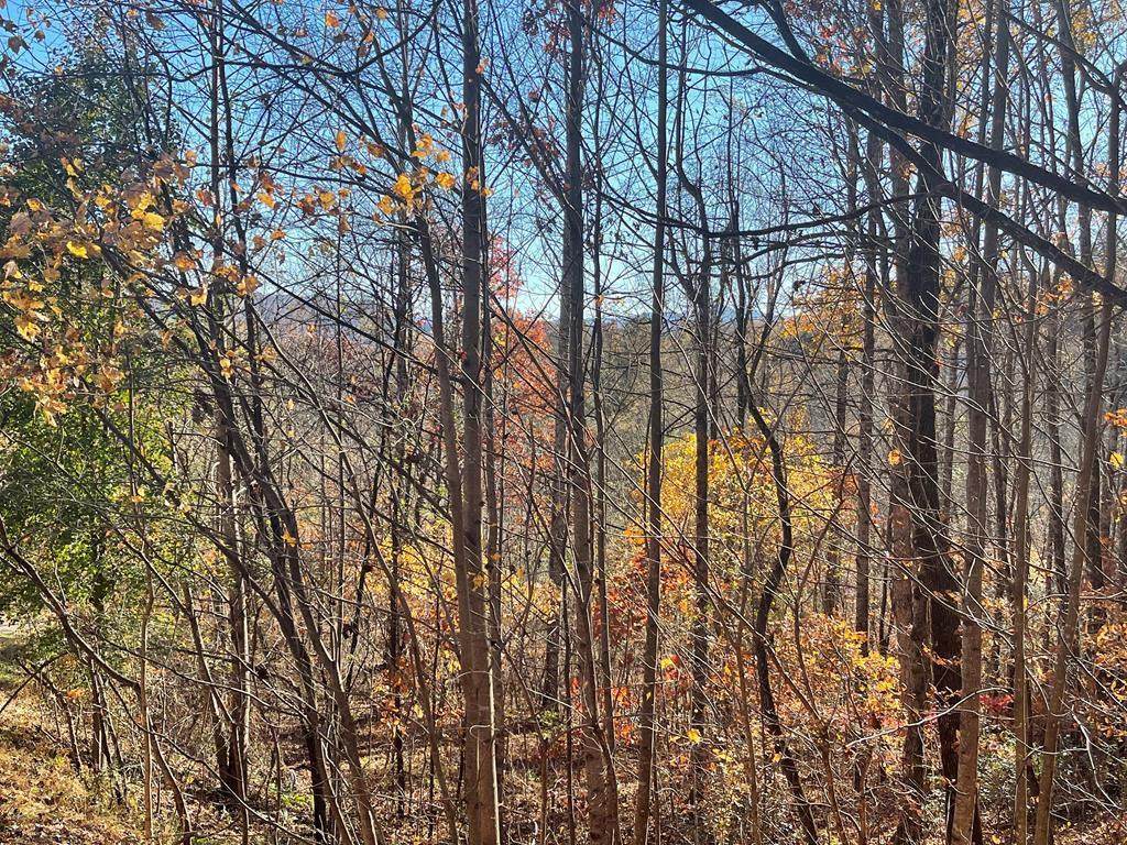 Lot 41C Ash Branch Circle - Photo 1