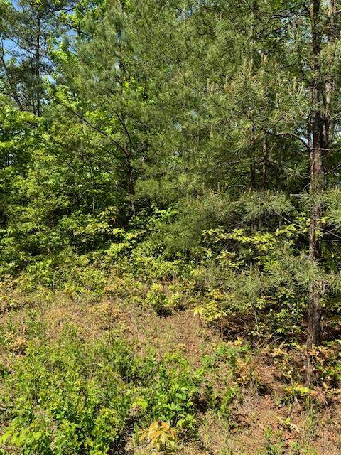 Lot 12 Paradise - Photo 1