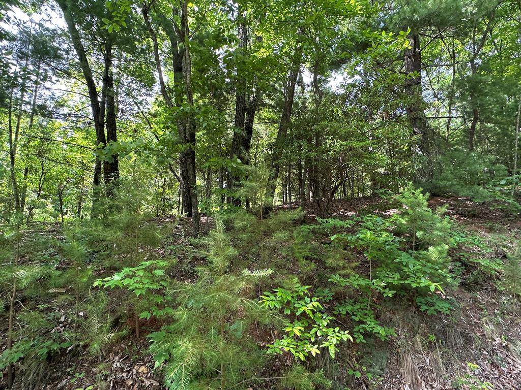 Lot 31 Peak Trail - Photo 1