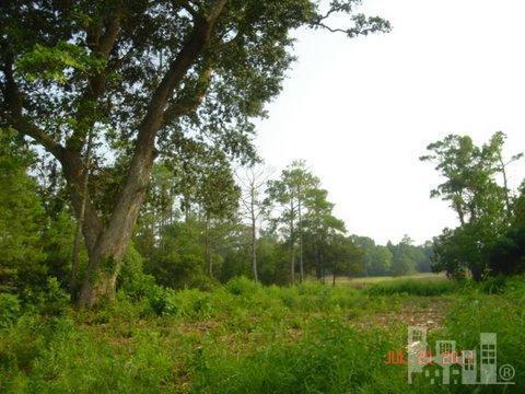 0 Sea Turtle Lane - Photo 1