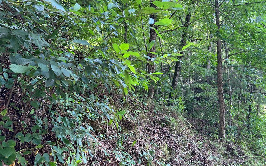 Lot 77 Fires Creek Cove - Photo 1