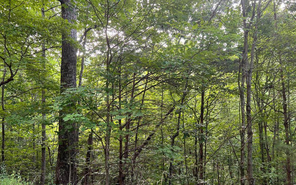 Lot 13 The Preserve - Photo 1