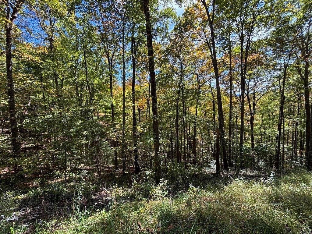 2 lots Holly Ridge Road - Photo 1