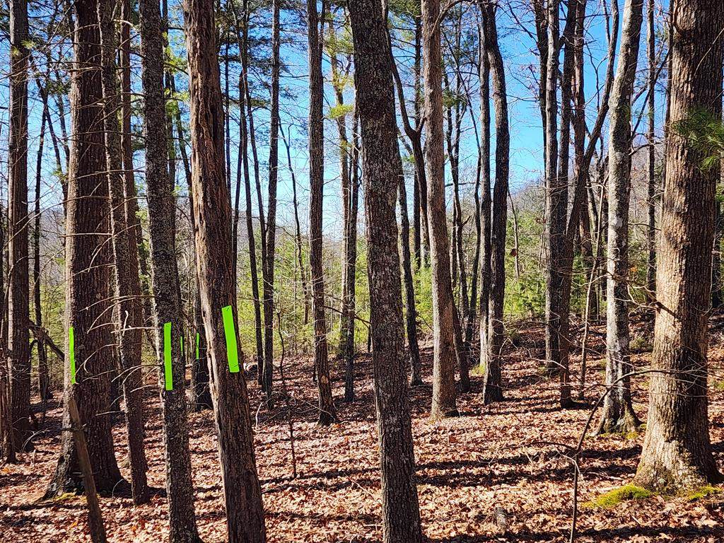 Lot17 Gray Grouse Trail - Photo 1