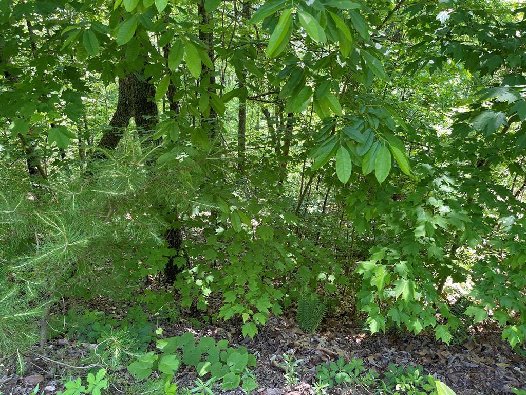 https://bt-photos.global.ssl.fastly.net/ncreg/orig_boomver_1_a531991f48c7e4db3edbc0140c3bc565-2.jpg