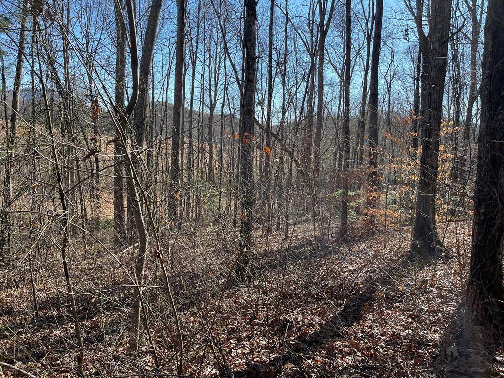 Lot #12E The Woodlands - Photo 1