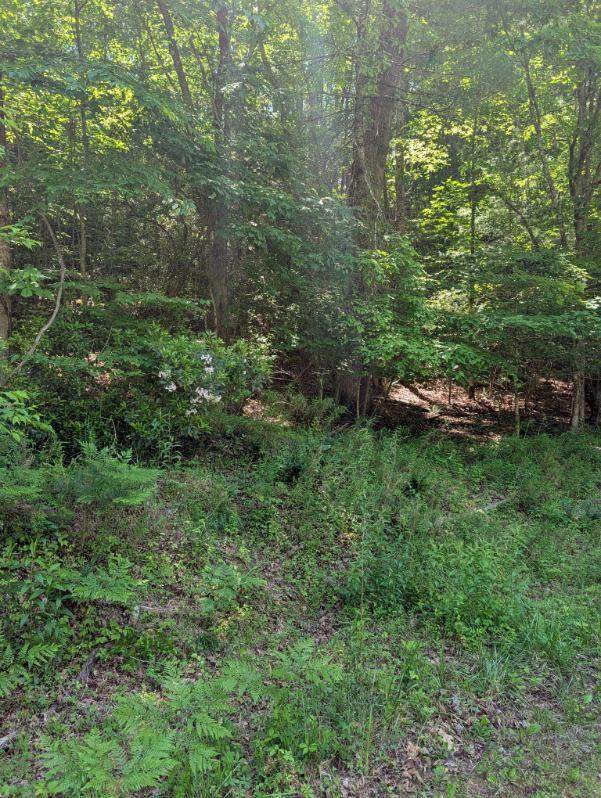 https://bt-photos.global.ssl.fastly.net/ncreg/orig_boomver_1_c1b057e4d90e10eefa4ecdc01ab490d3-2.jpg
