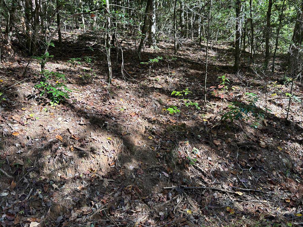 Lot 6 Beaverdam Loop - Photo 1